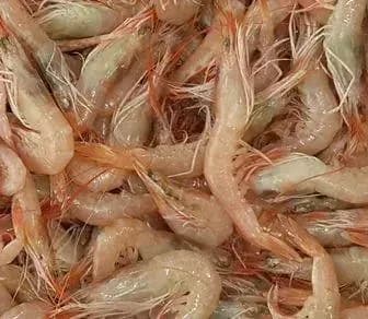 karidesboru kurdu, canlı boru kurdu, deniz yemleri, canlı balık yemi, kıyı balıkçılığı yemleri, çipura yemi, mırmır yemi, levrek yemi, surfcasting yemleri, taze boru kurdu, hazır olta yemi, dalyan oltacılık, canlı yem sipariş, online balık yemi, deniz solucanı, gece avı yemleri, fosforlu balık yemi, kaliteli canlı yem, eşkina yemi, karagöz yemi
