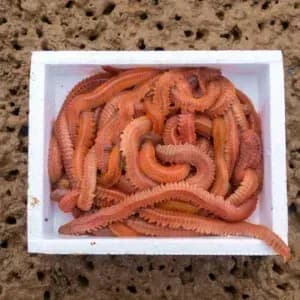 cin kurdu boru kurdu, canlı boru kurdu, deniz yemleri, canlı balık yemi, kıyı balıkçılığı yemleri, çipura yemi, mırmır yemi, levrek yemi, surfcasting yemleri, taze boru kurdu, hazır olta yemi, dalyan oltacılık, canlı yem sipariş, online balık yemi, deniz solucanı, gece avı yemleri, fosforlu balık yemi, kaliteli canlı yem, eşkina yemi, karagöz yemi