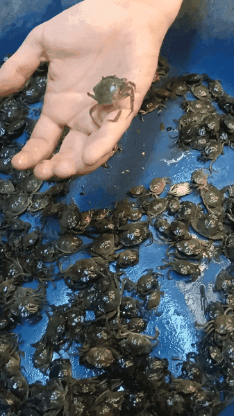 yengecboru kurdu, canlı boru kurdu, deniz yemleri, canlı balık yemi, kıyı balıkçılığı yemleri, çipura yemi, mırmır yemi, levrek yemi, surfcasting yemleri, taze boru kurdu, hazır olta yemi, dalyan oltacılık, canlı yem sipariş, online balık yemi, deniz solucanı, gece avı yemleri, fosforlu balık yemi, kaliteli canlı yem, eşkina yemi, karagöz yemi
